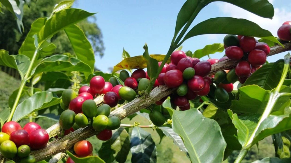 Differences Between Red, Yellow, and Pink Bourbon Varieties & Pour Over Brewing Guide for Brazilian Yellow Bourbon | Extraction Parameters and Flavor Analysis