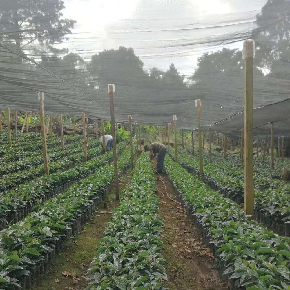 Complete Guide to Guatemala Finca La Flor Coffee Beans: Varietal Characteristics, Washed Process, and Pour Over Recommendations