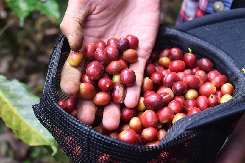 Indonesian PWN Golden Mandheling Coffee Beans: A Complete Guide to Flavor, Origin, and Pour Over Parameters
