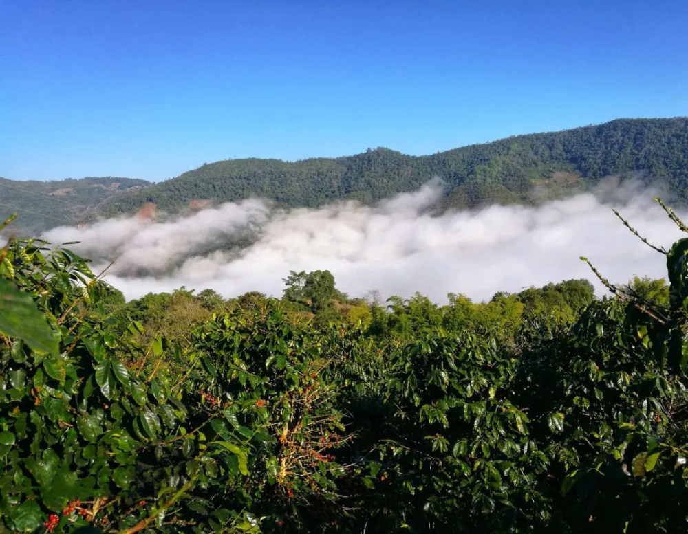 A Century of Yunnan Typica Coffee: In-Depth Exploration of the 2013 Natural Process Flavor
