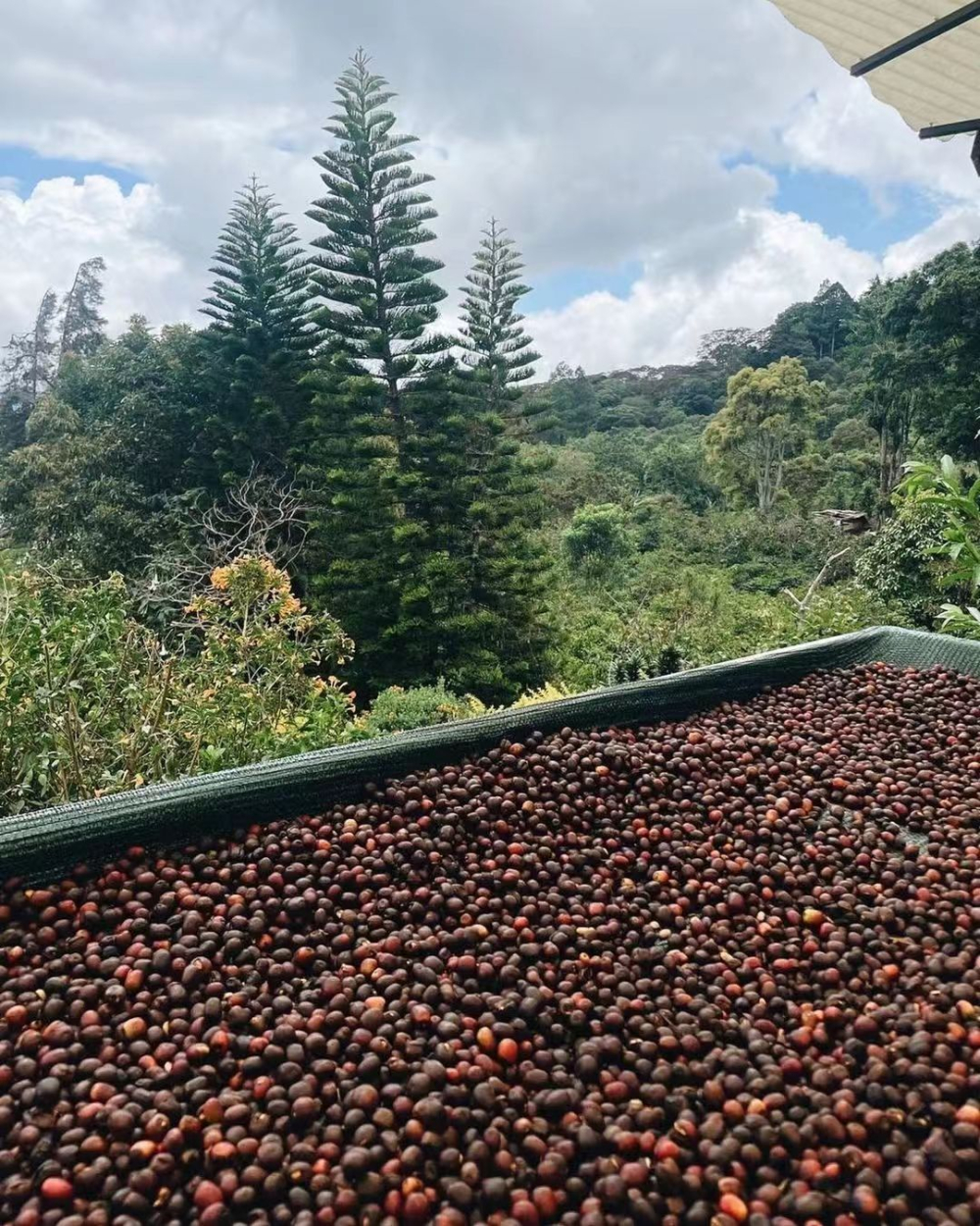 Complete Guide to Specialty Coffee Varieties: Flavor Profiles of Arabica’s Three Parent Varieties and Popular Cultivars