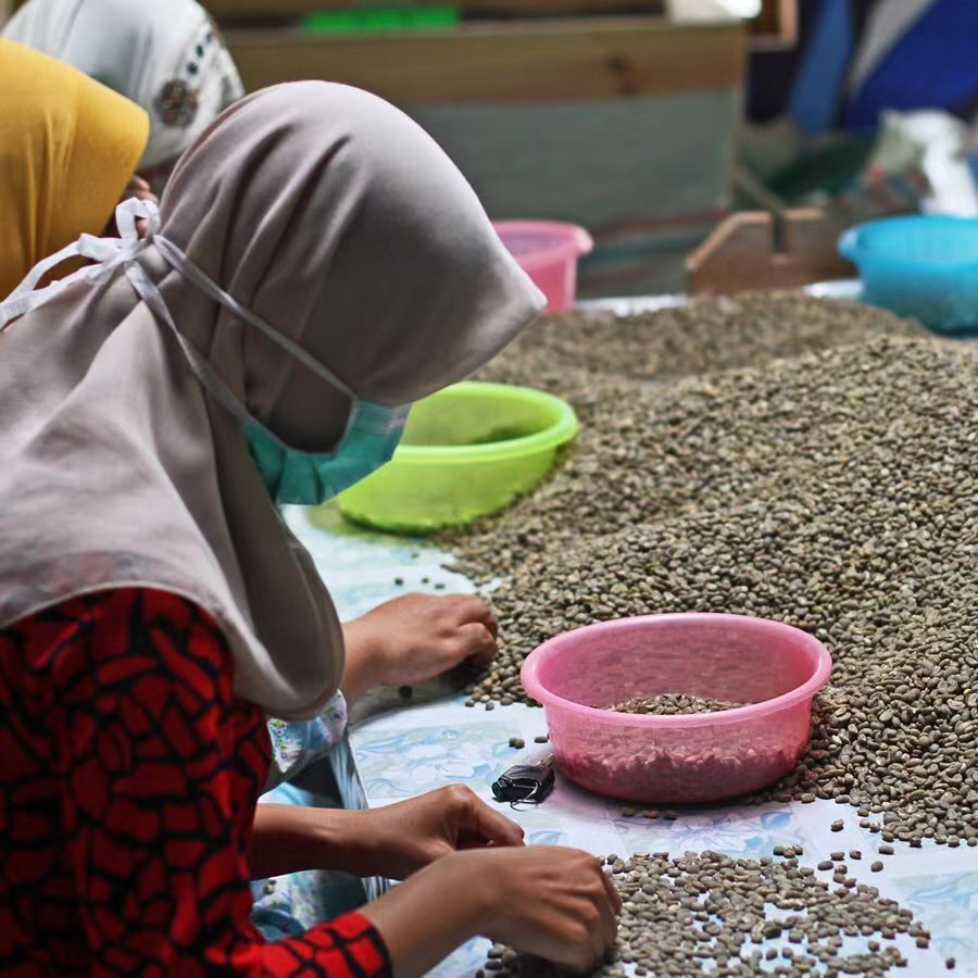 Complete Guide to Specialty Coffee Varieties: Flavor Profiles of Arabica’s Three Parent Varieties and Popular Cultivars