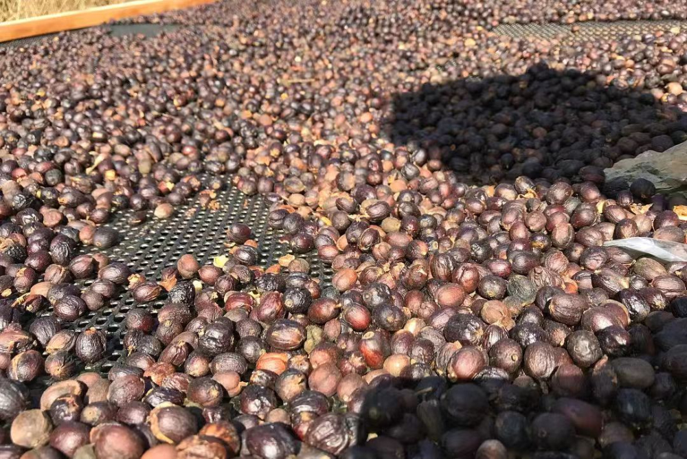 A Comprehensive Guide to Specialty Arabica Coffee Bean Varieties & Regional Flavors | Pour Over Bean Selection Guide