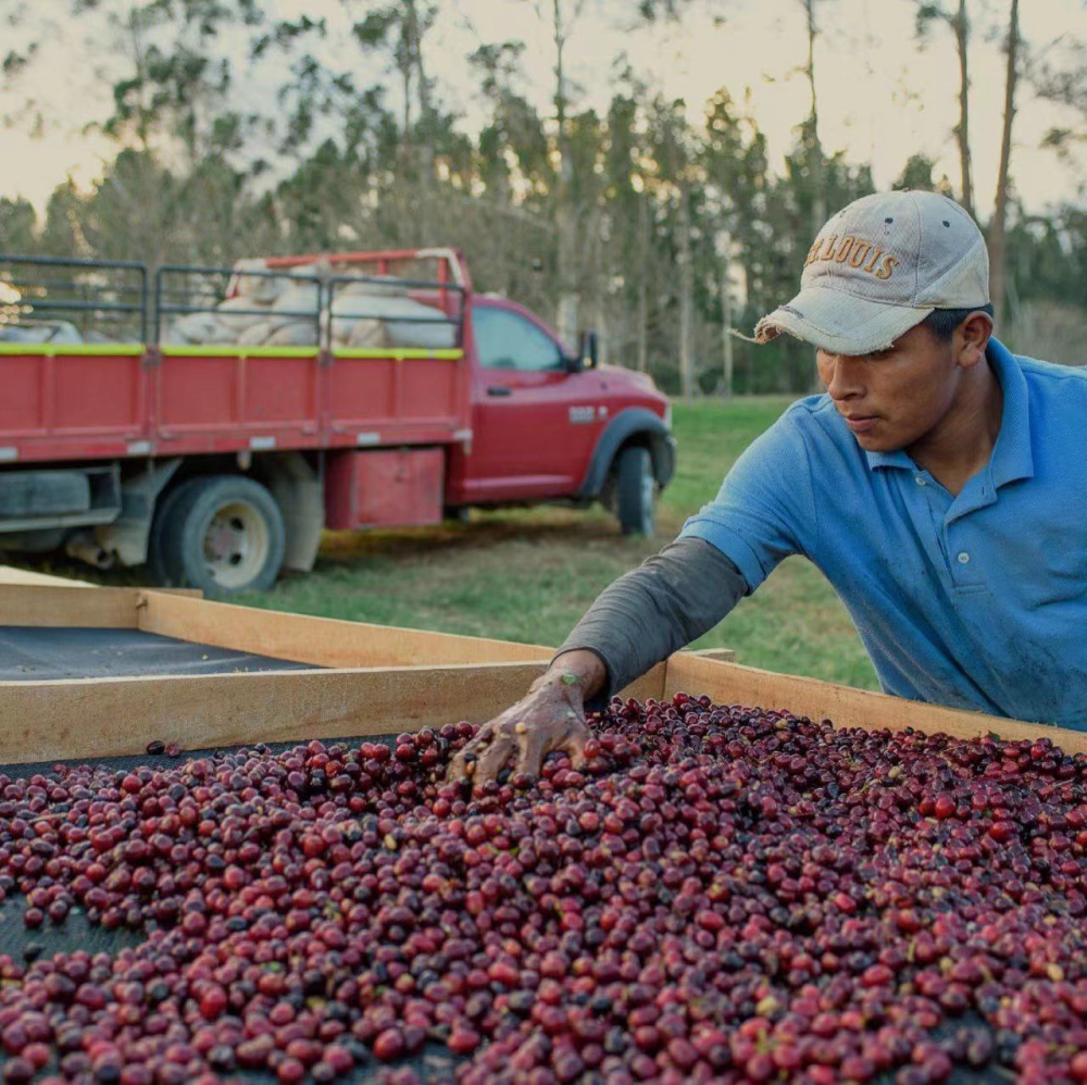 Panama vs Ethiopia Geisha Beans: A Complete Guide to Varietal Origins, Processing Methods, and Brewing Parameters