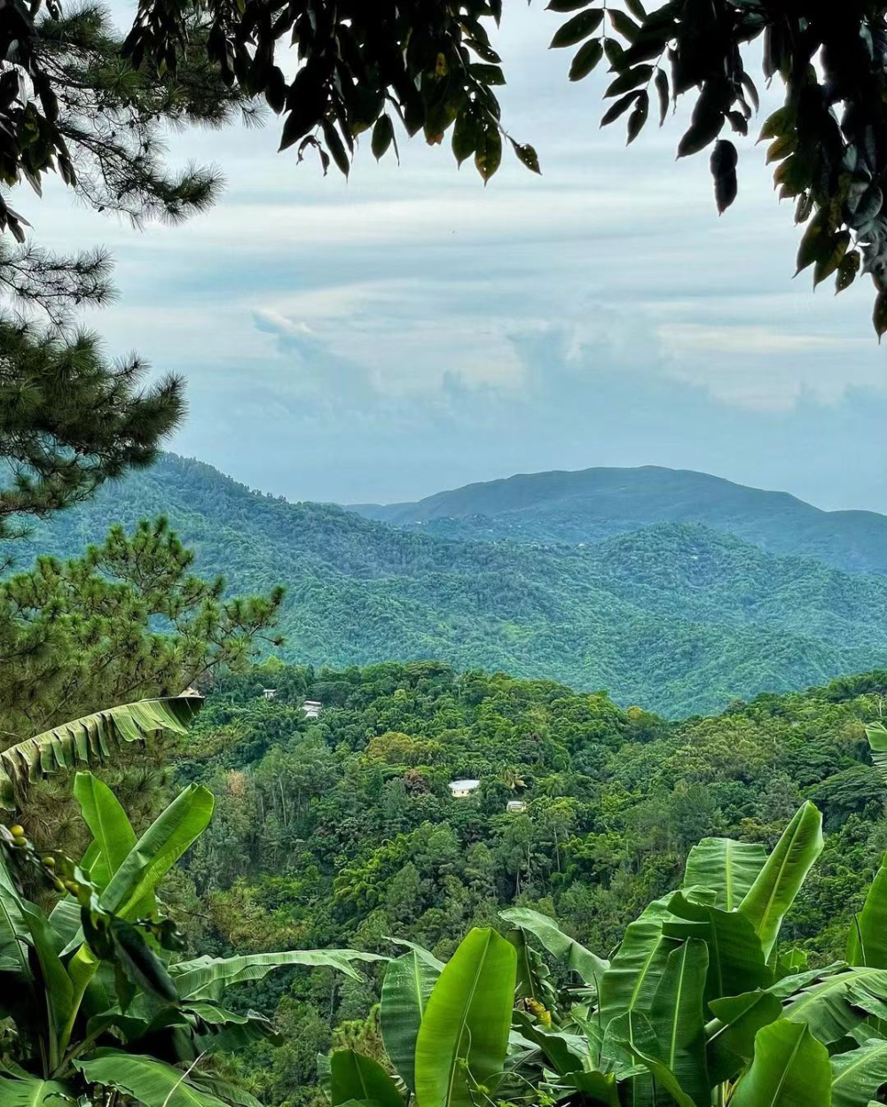 A Complete Analysis of the Evolution of Typica and Bourbon Varieties: Pour Over Parameters and Flavor Comparison of Blue Mountain Geisha