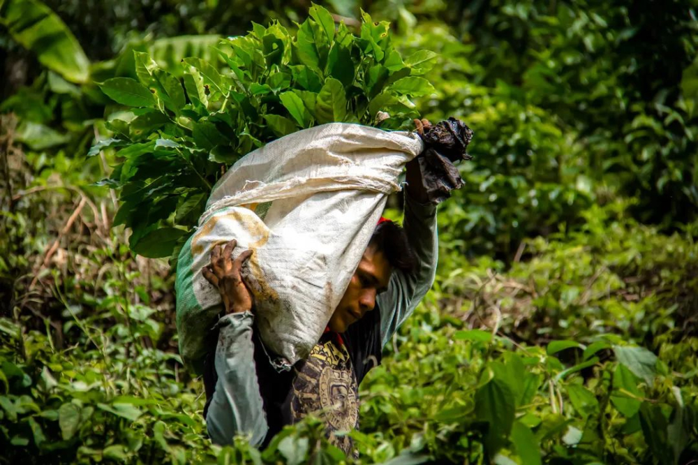 A Complete Guide to Panamanian Geisha Bean Grading and Pricing: Pour Over Flavor Analysis from Red Label to Blue Label