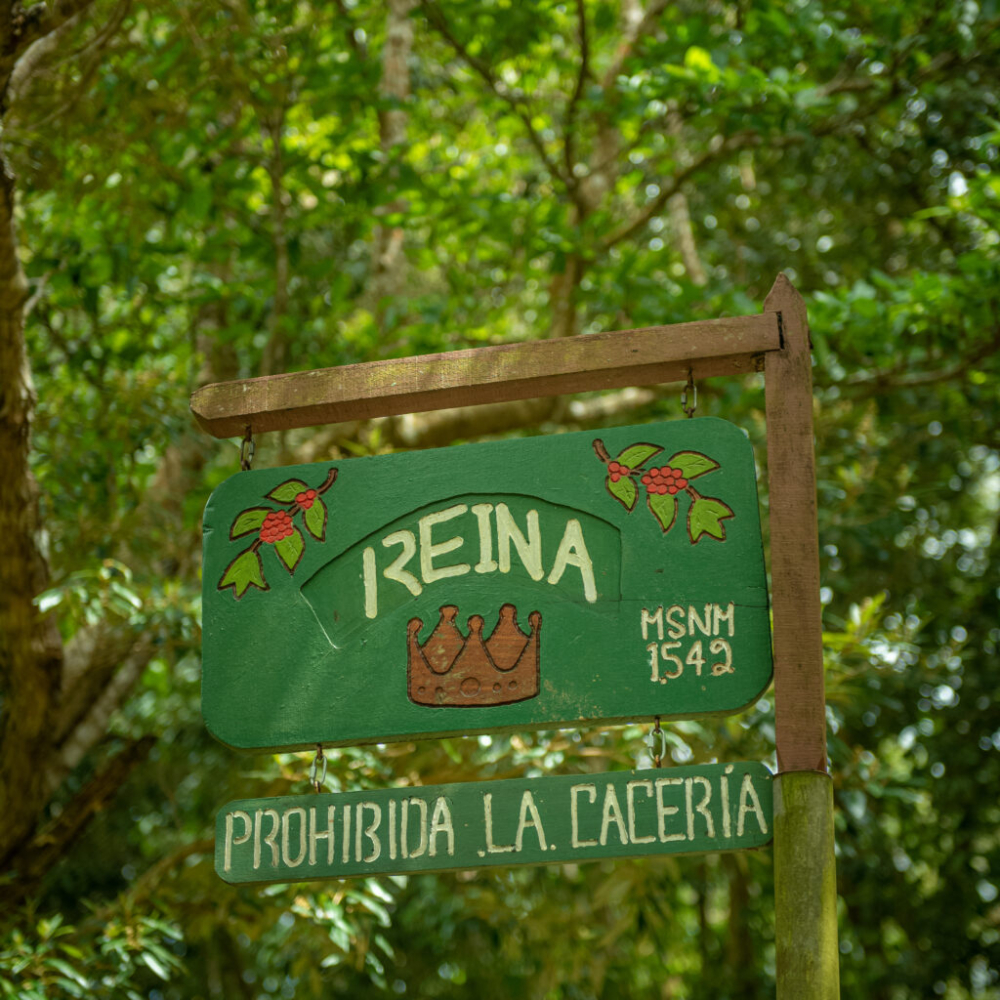 A Complete Guide to Panamanian Geisha Beans: La Esmeralda Grades, Region Comparisons, and Pour Over Recommendations