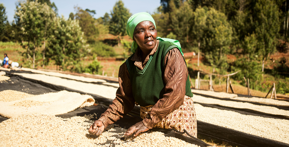 Is Kenyan AA pour over too acidic? Understand everything from the producing region, K72 washed process to brewing techniques in one go