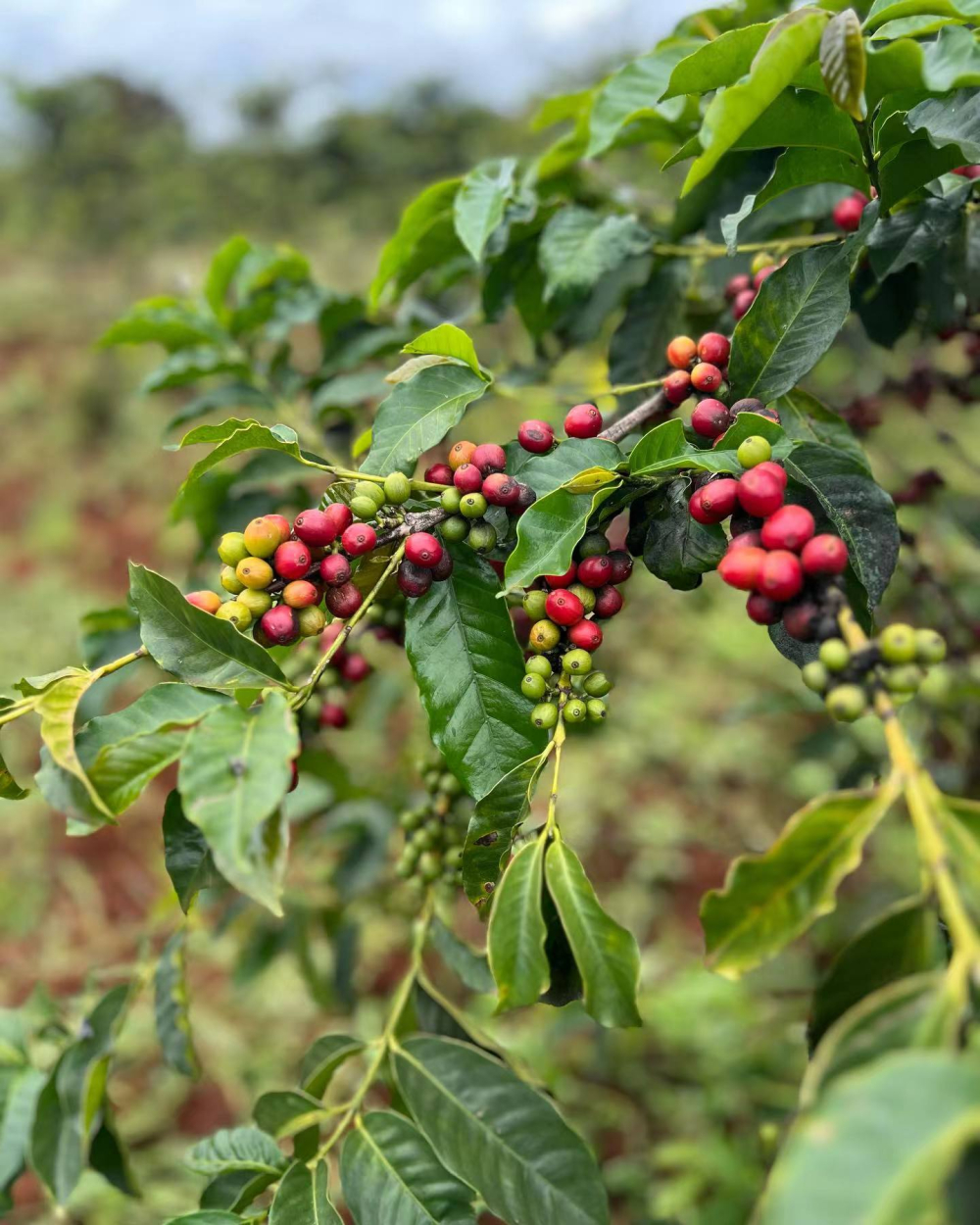 Complete Guide to Kenyan AA Coffee: Varieties, K72 Processing, and Grading System