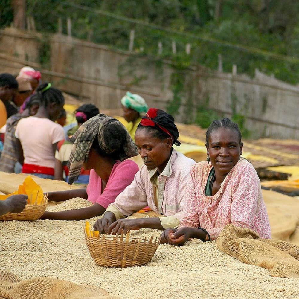 A Complete Guide to Kenyan Coffee: From Regions and Varieties to Brewing Recommendations for Three Flavor-Profiles