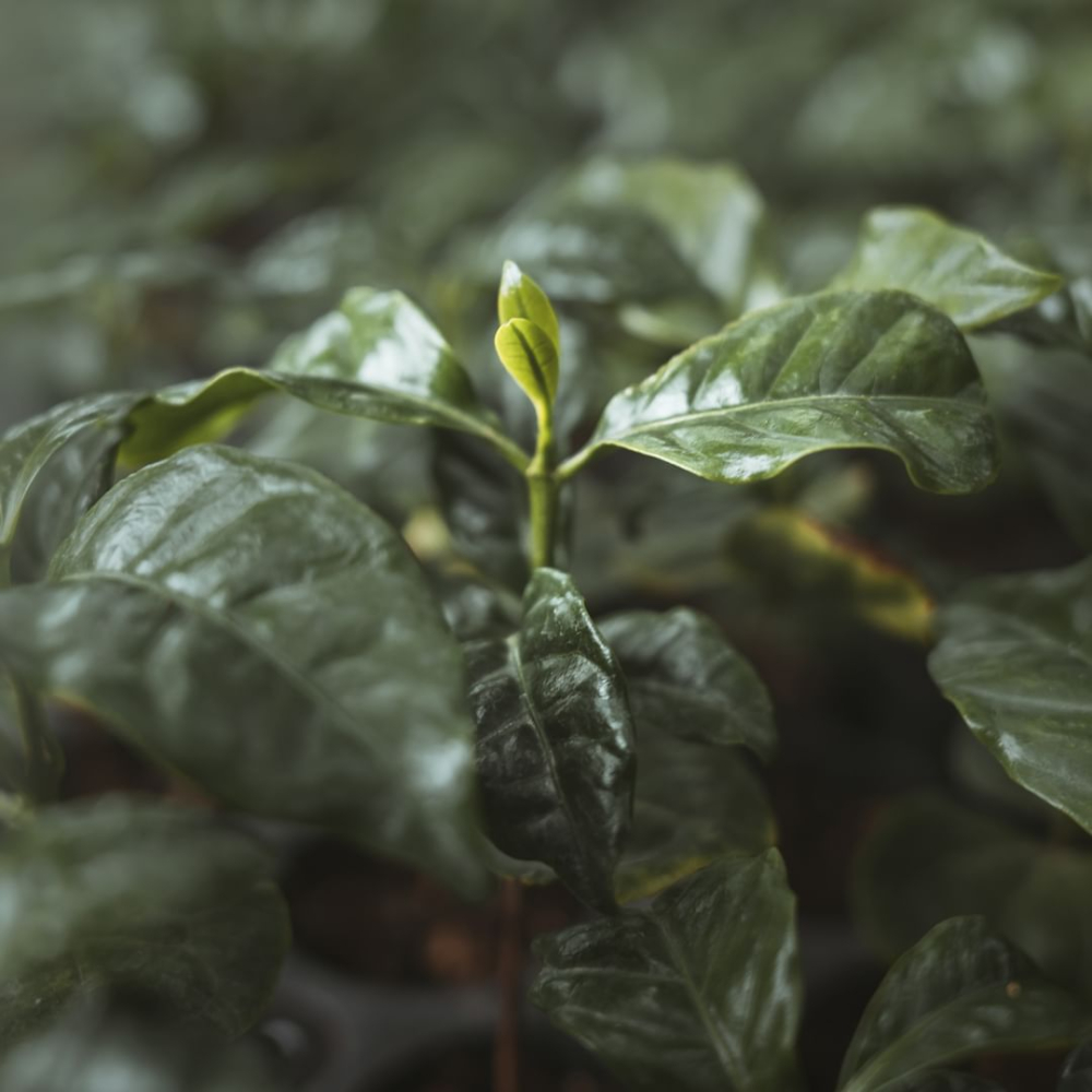 A Comprehensive Guide to Kenya's Six Major Coffee Regions | K72 Washed Process & Pour Over Parameters