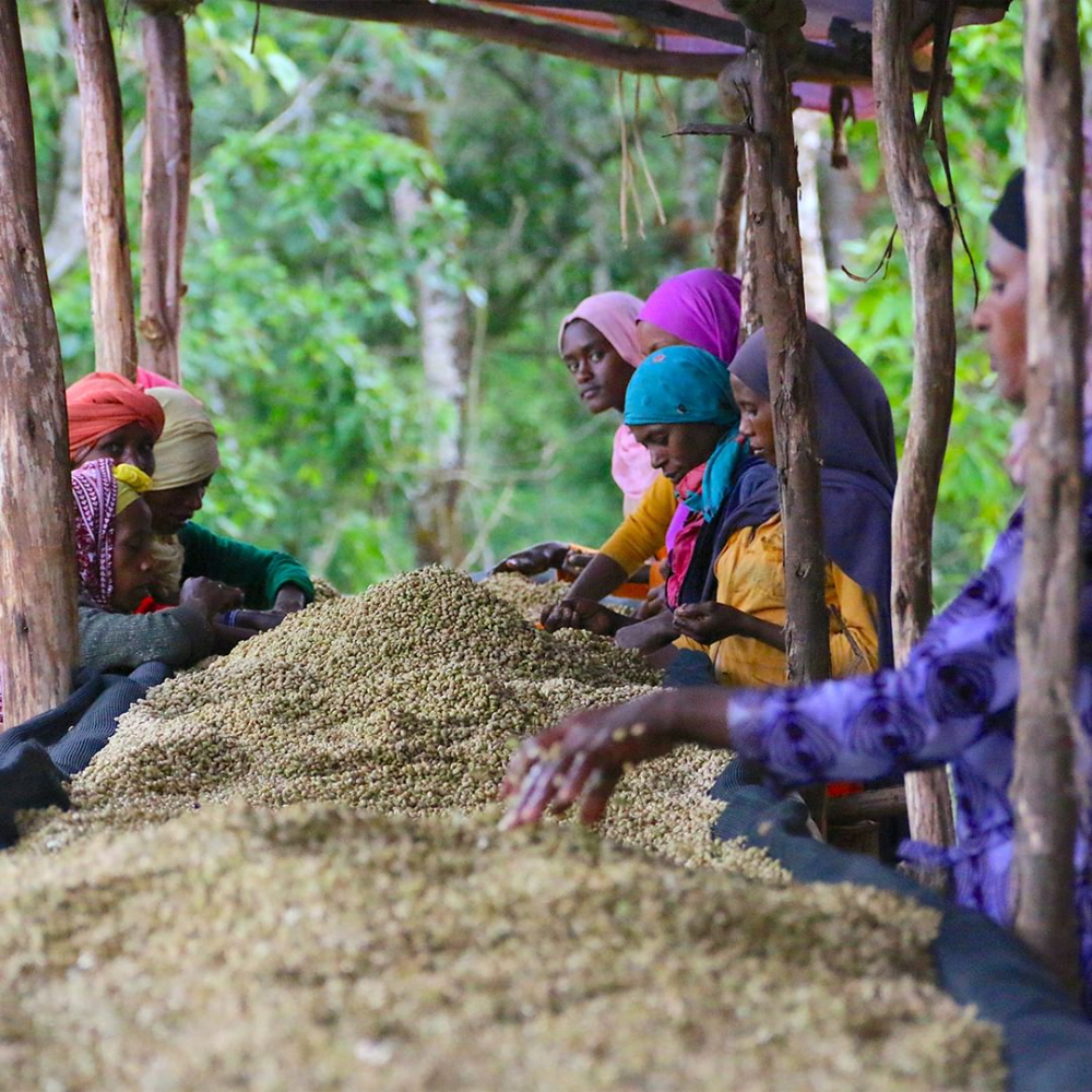 A Comprehensive Guide to Kenya's Six Major Coffee Regions | K72 Washed Process & Pour Over Parameters