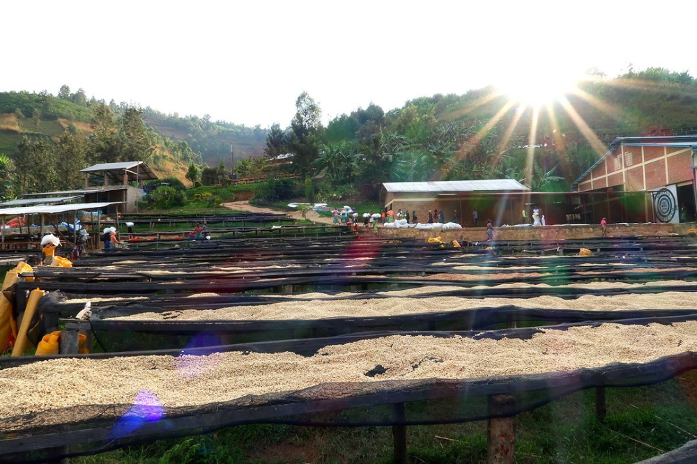 How to grade Kenyan coffee beans? A complete guide to AA to PB grades, pour over parameters, and flavors