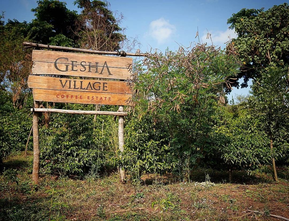 A Detailed Guide to Ethiopian Guji Geshu Village’s 5 Tiers: Flavors and Selection from Auction to Chaka
