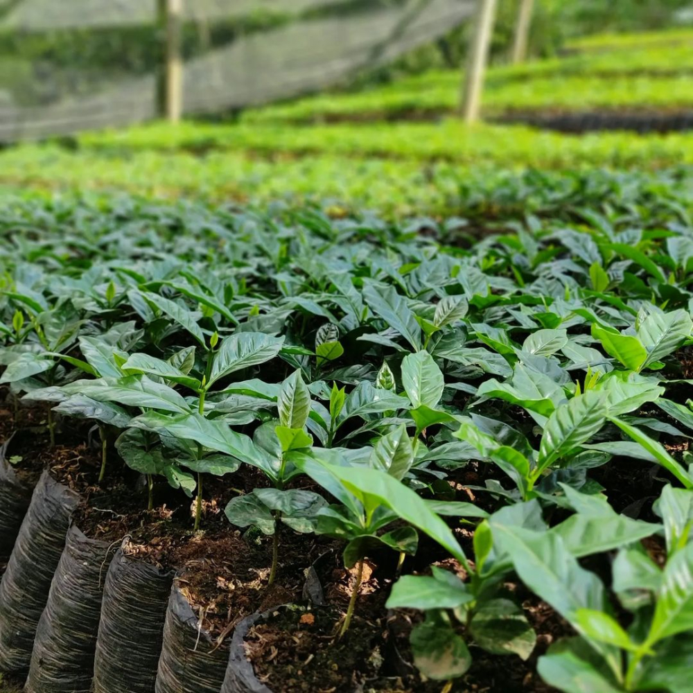 TOP 10 Specialty Coffee Beans from Colombia: Flavor Profiles of Huila, Huayu Ye, and More, with V60 Pour Over Guide