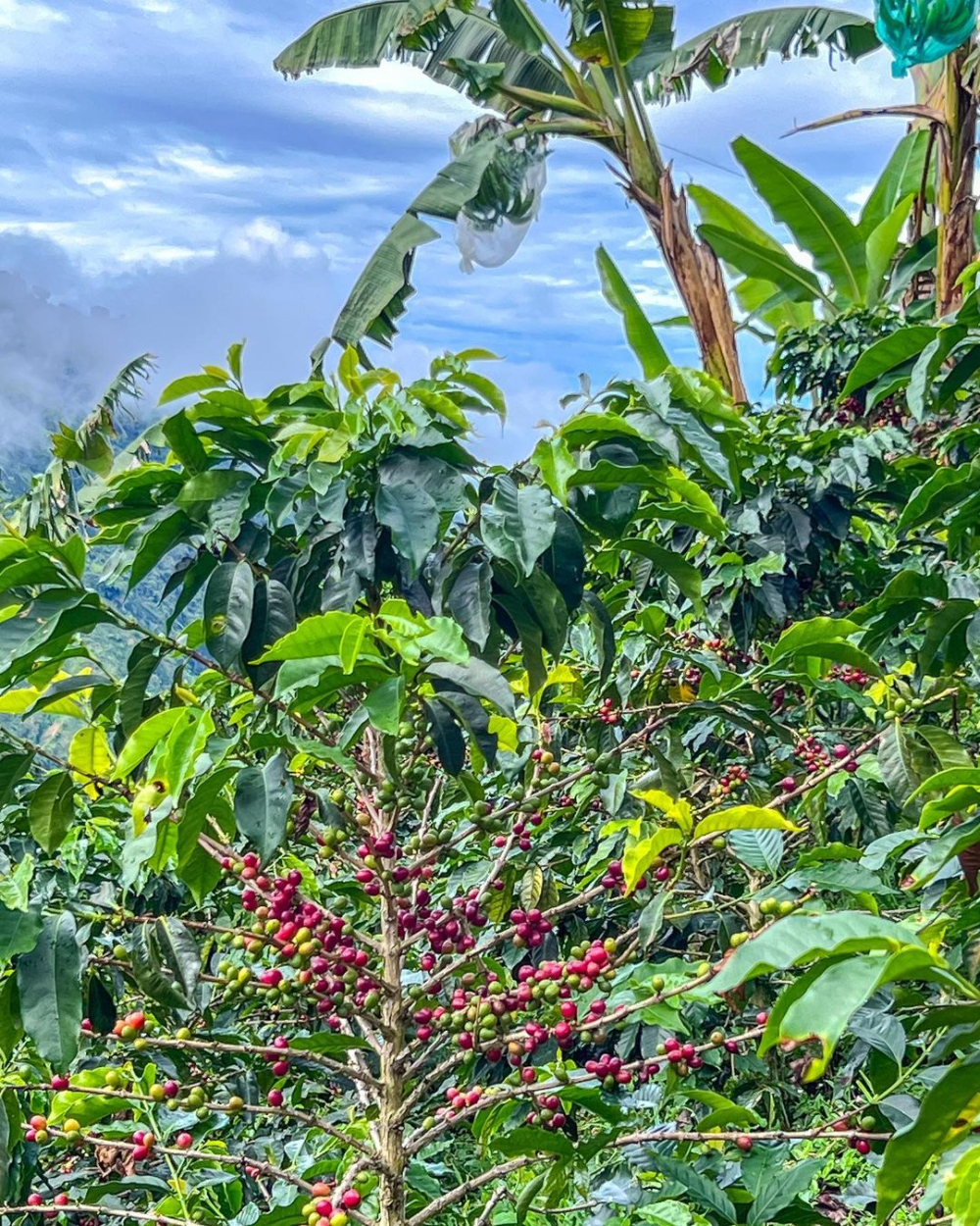 Colombia Rose Valley & San Jose Coffee: Flavor Profile & Pour Over Brewing Parameters