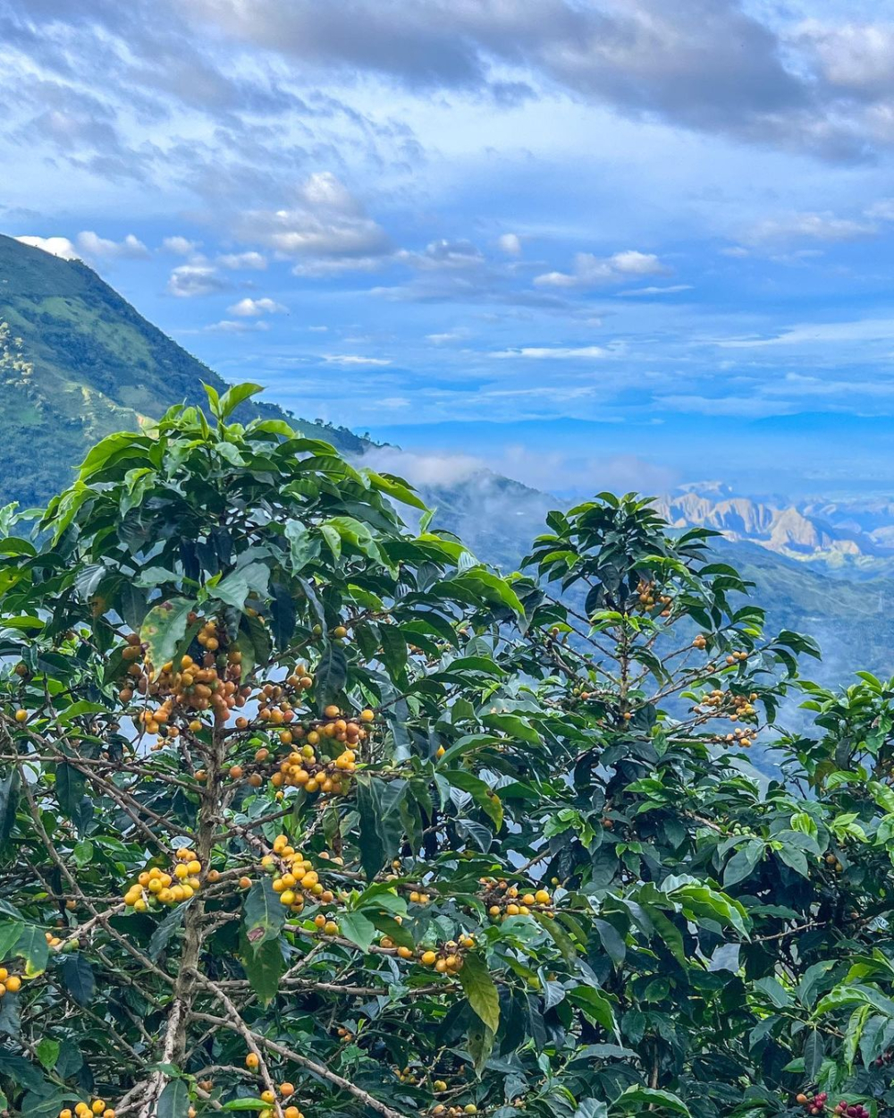 A Complete Guide to the Flavor Profile and Pour Over Parameters of Colombian Huila Coffee
