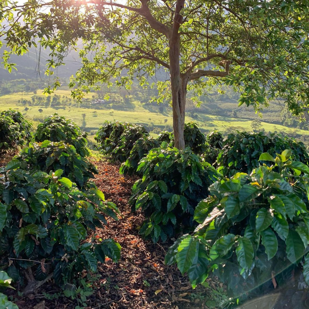 Analysis of Coffee Flavors from Colombia's Three Major Regions: Narino, Cauca, and Huila — Grades and Pour Over Parameters