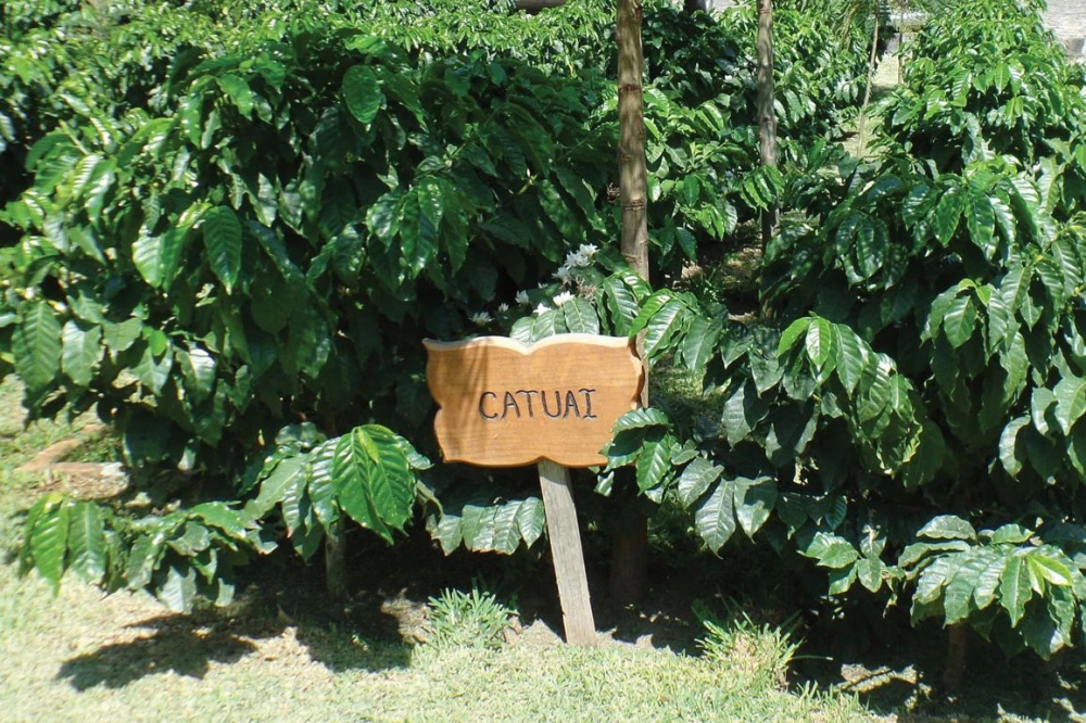 Panama Finca Esmeralda Diamond Mountain Coffee: A Complete Guide to the Flavors of Catuai and Caturra and Pour Over Parameters