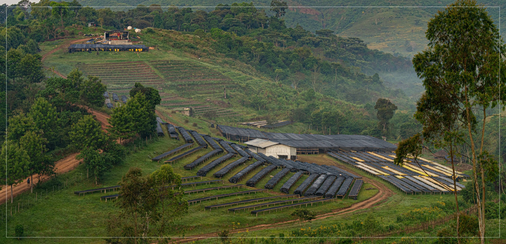 A Complete Guide to Ethiopian Gesha Village Coffee: From Grading to Brewing, Savoring the Wild Charm of Gesha