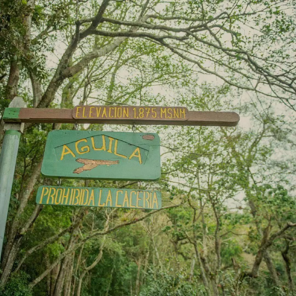 A Complete Guide to Panama Geisha Finca La Esmeralda: Differences Between Red, Green, and Blue Labels, Brewing Tips, and the Secrets Behind the Prices
