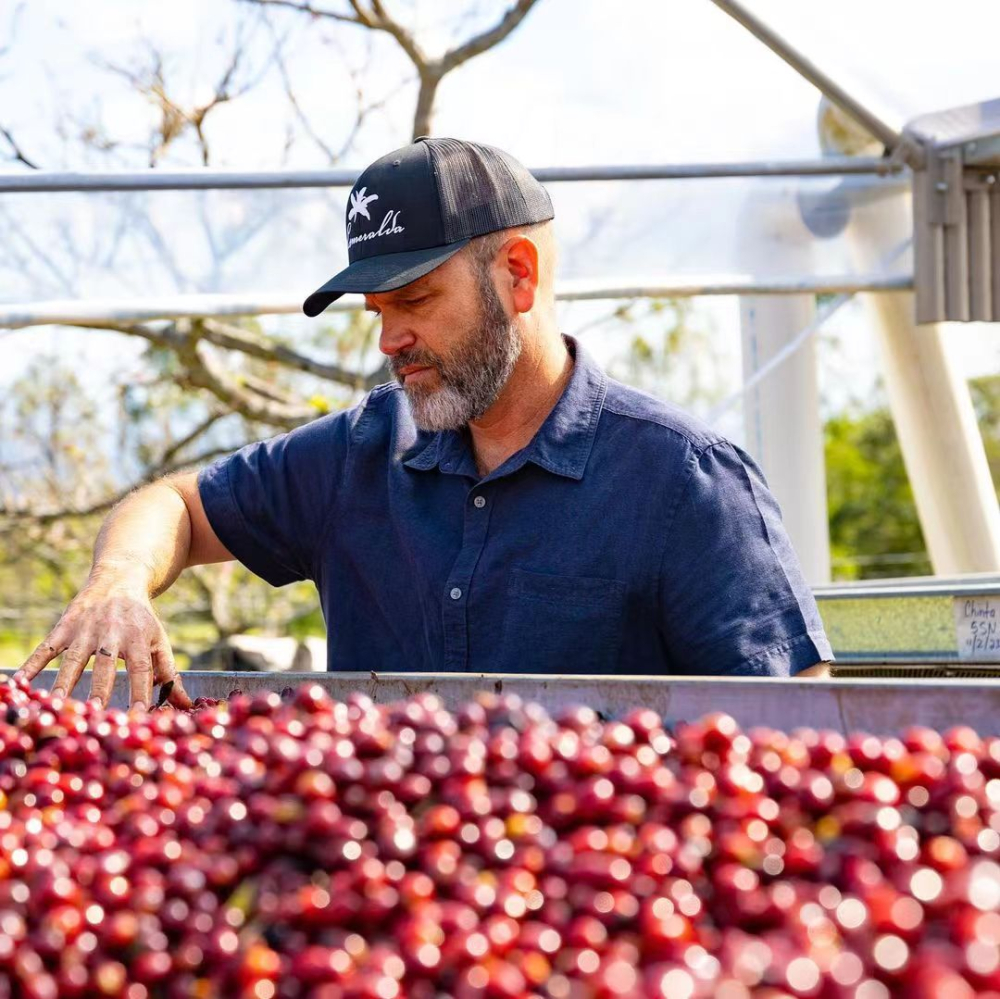 A Complete Guide to Panama Geisha Growing Regions: Differences Between Red, Green, and Blue Labels and Brewing Parameters