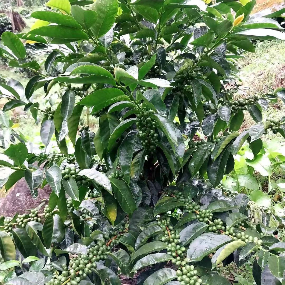 Tasting of Panama's Premium Coffee Beans and the Three Famous Estates: Geisha, Typica, and Wine Processing Techniques