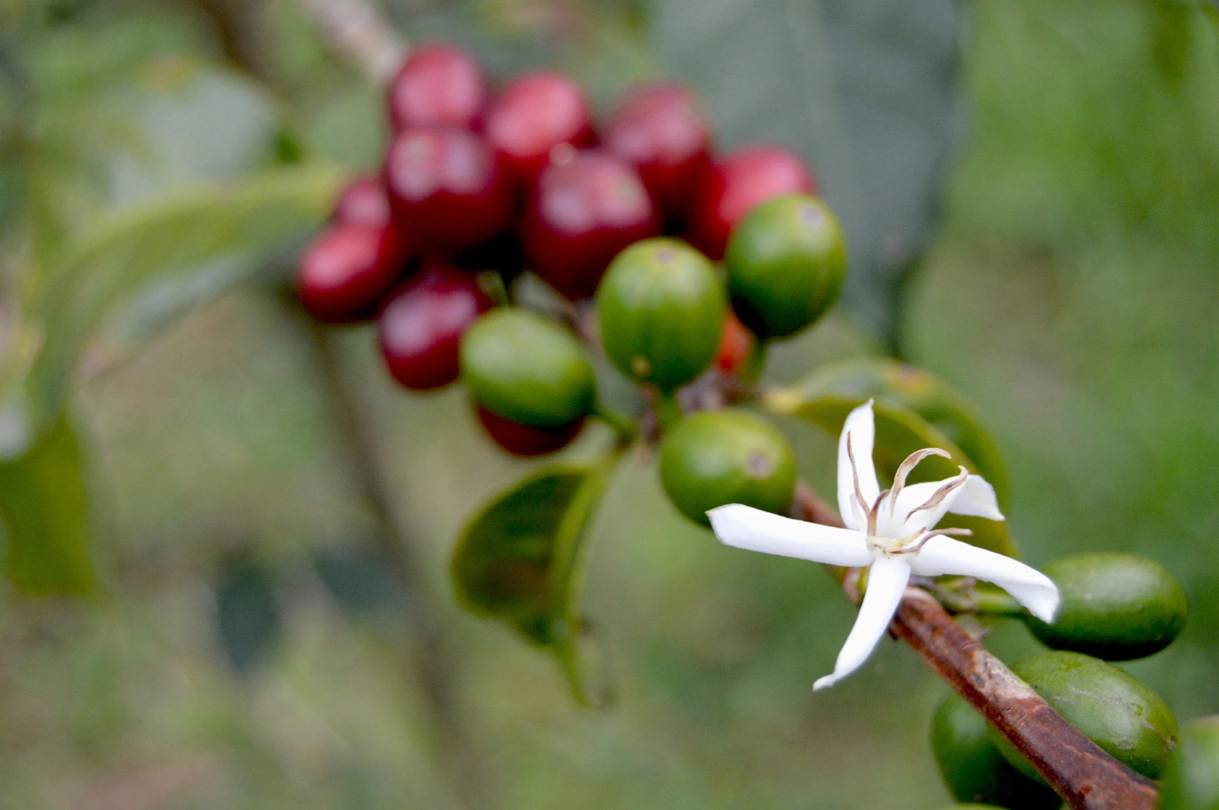 Beginner's Guide to Pour Over Panamanian Geisha: Flavor Analysis of Washed Process and Brewing Parameters