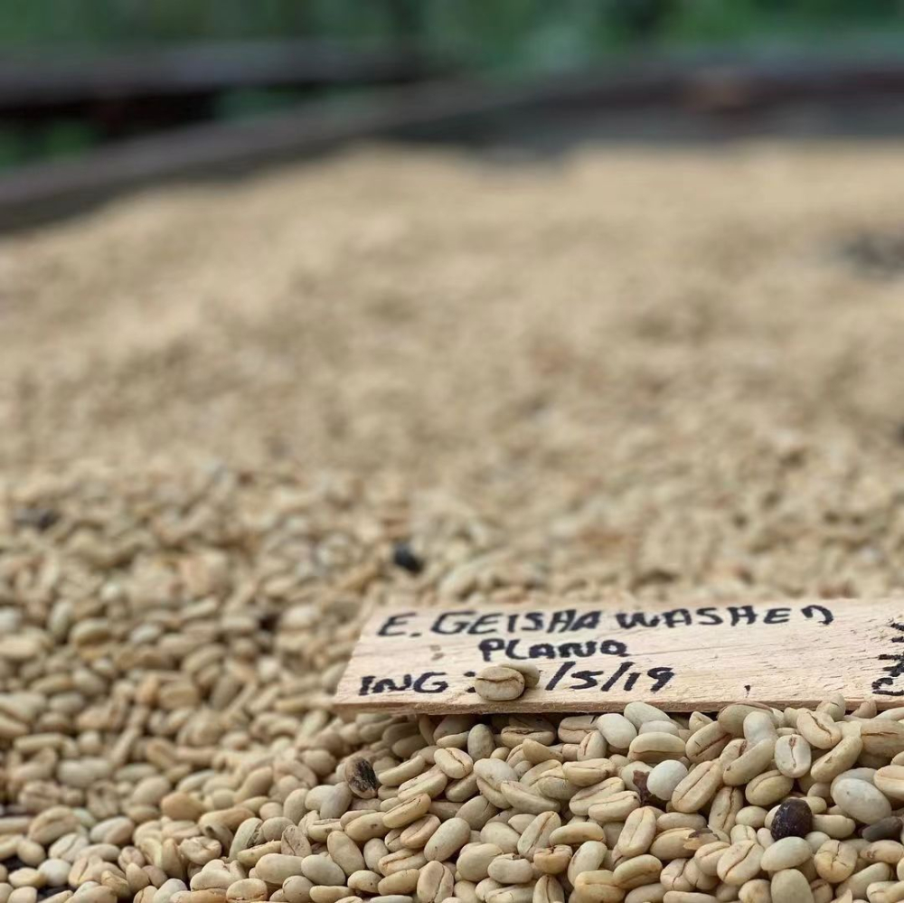 A Complete Guide to Panama Finca Geisha's Gesha: How to Choose Between Red, Green, and Blue Labels? Pour Over Parameters and Flavors at a Glance