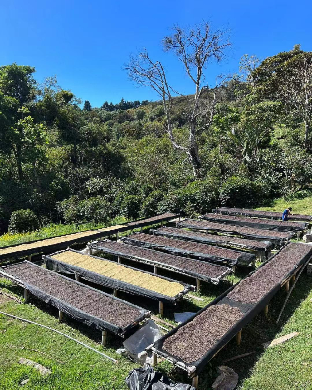 A Complete Guide to the Growing Environment and Processing Techniques of Panama Elida Estate Geisha | High Altitude Flavor Profile and Pour Over Recommendations