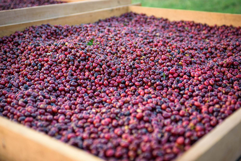 Panamanian Geisha Flavor Analysis | Complete Guide to Green Tip vs Red Tip Differences and Pour Over Parameters