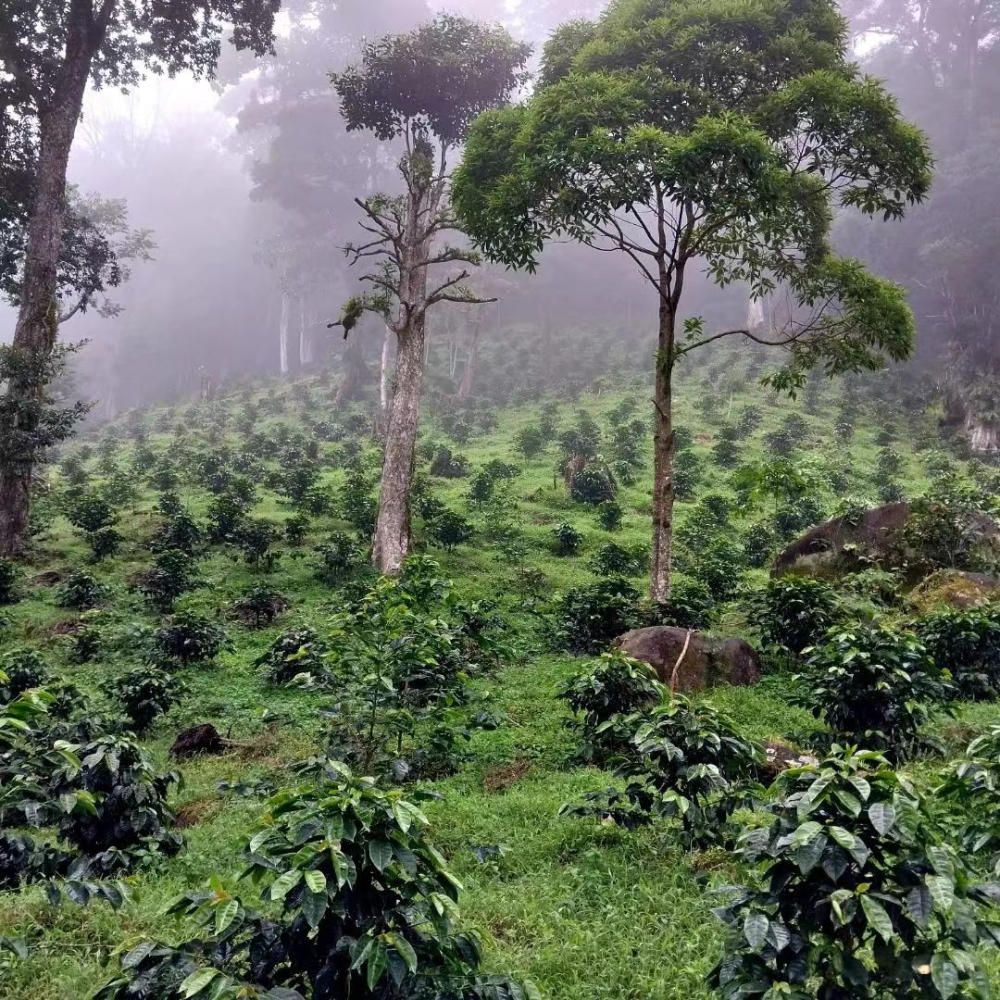 The Ultimate Pour Over Guide to Geisha Coffee: Regional Differences, La Esmeralda Estate Grading & Brewing Parameters