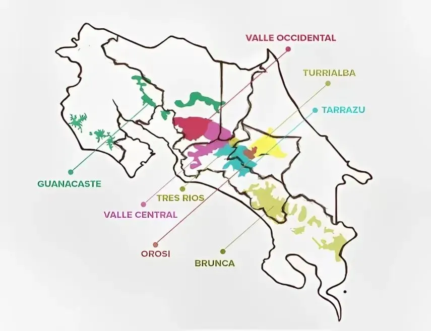An Introduction to Costa Rica Honey Process Coffee: Tarrazú Region & Berry-Aroma Pour Over Beans Recommendation