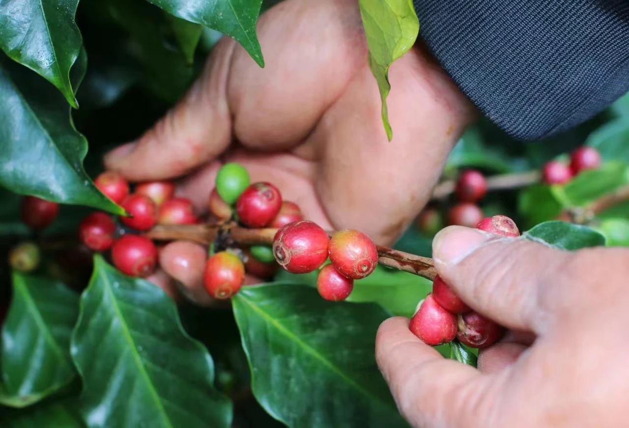 Analysis of Brewing Parameters and Flavors for Costa Rica Honey-Processed Geisha Blend (Pour Over) | Complete Extraction Guide