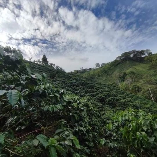 Colombia vs Guatemala Coffee Beans: An Analysis of Flavor, Growing Regions, and Processing Methods
