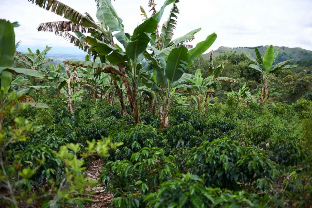Analysis of Colombia Huila Decaf Coffee Region | Complete Guide to Pour Over Parameters, Varieties, and Flavor Characteristics