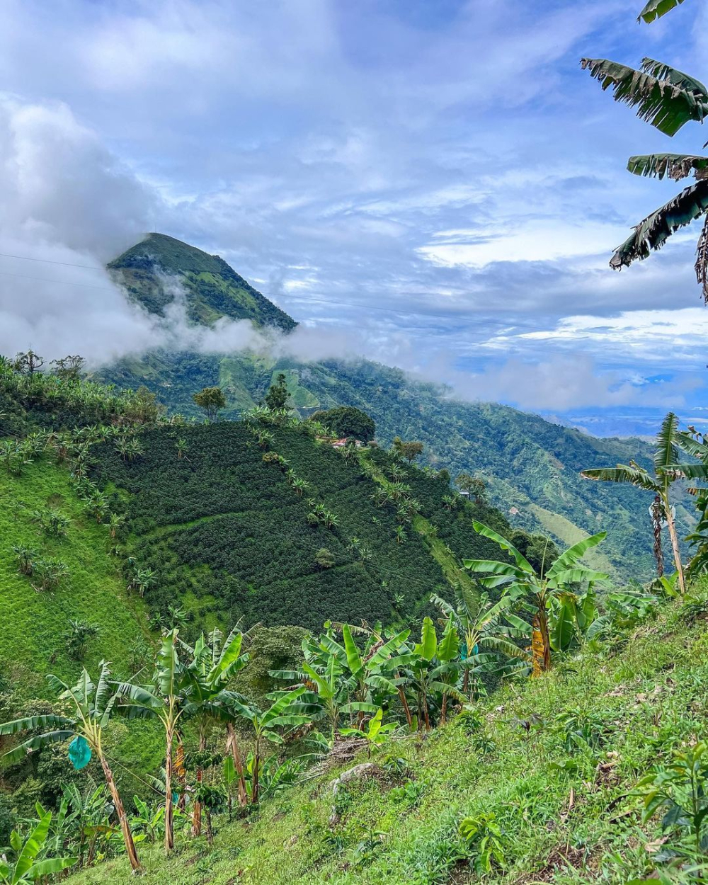 Flavor Profile and Pour Over Recommendations for Colombian Huila and Cauca Region Coffee Beans