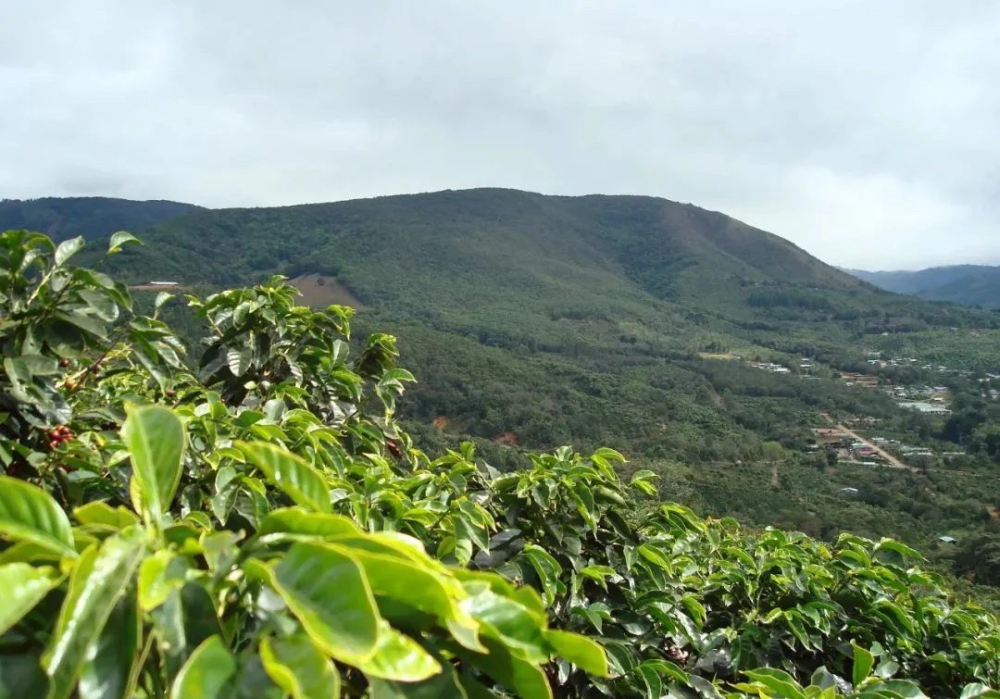 How to Choose Costa Rican Honey-Processed Beans? Exploring Seven Major Regions + Flavors of Yellow, Red, and Black Honey