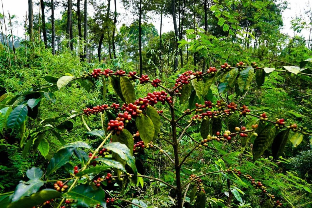 A Complete Guide to West Java Coffee in Indonesia: From Colonial History to Honey Processing Flavors and Brewing Tips