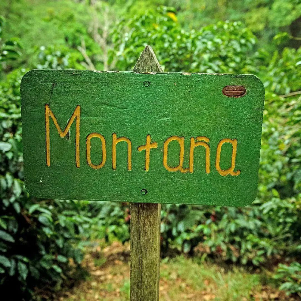 A Complete Guide to Panama Diamond Mountain Coffee: Flavor Profile of Catuai Natural and Brewing Tips