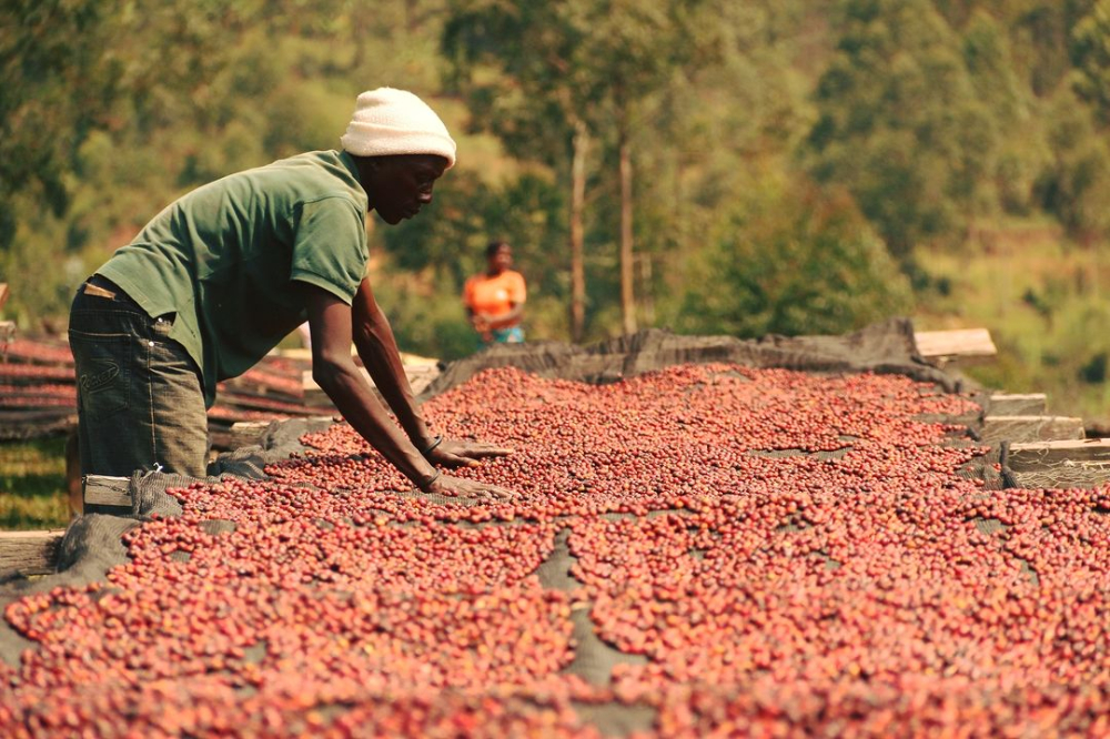 Decoding the Flavors of Ethiopian Heirloom Coffee Beans: The Variety Secrets Behind Heirloom and Brewing Recommendations