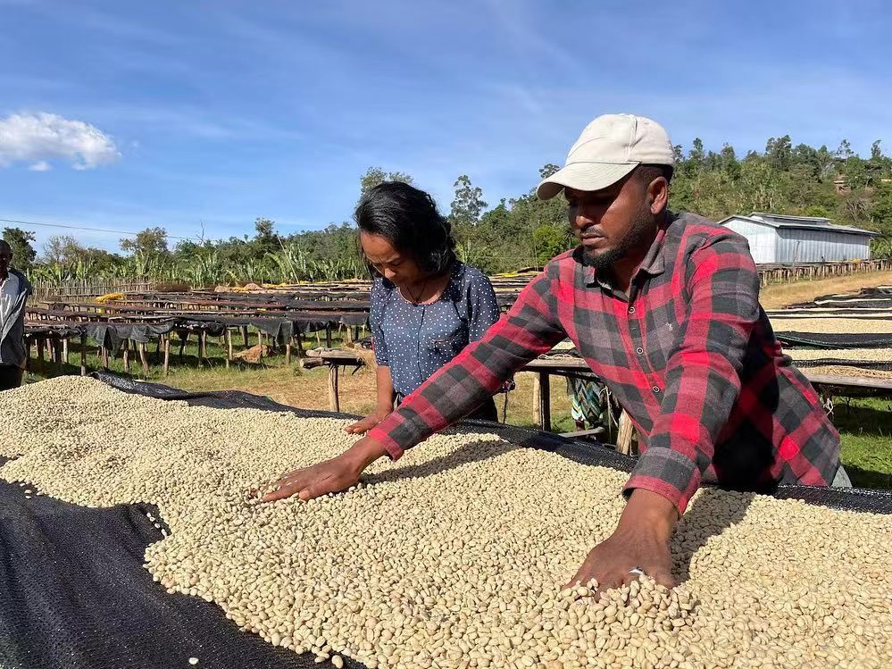 In-depth Guide to Yirgacheffe Coffee Beans: Regional Characteristics, Processing Methods, and Pour Over Flavor Comparison