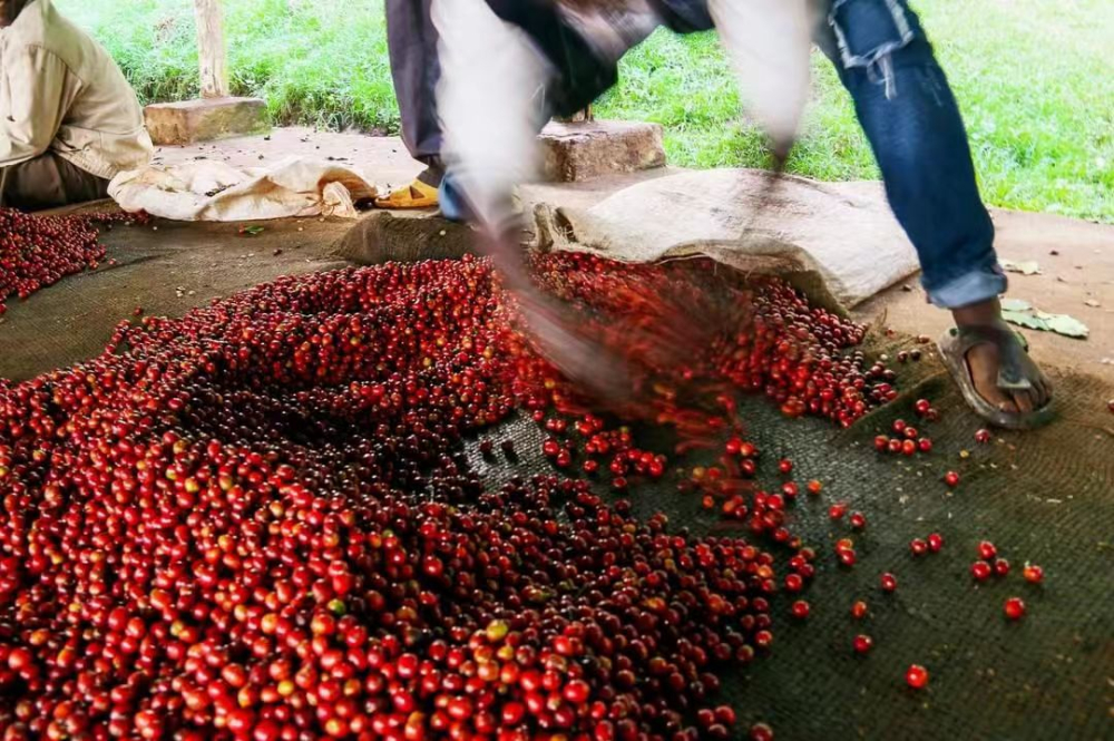 Unveiling the Flavors of Ethiopia's Nine Major Regions | Brewing Guide from Yirgacheffe to Sidamo