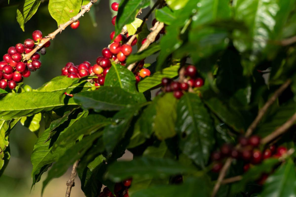 How to distinguish Ethiopian from Panamanian Geisha? A complete analysis of variety, origin, processing, and pour over brewing guide