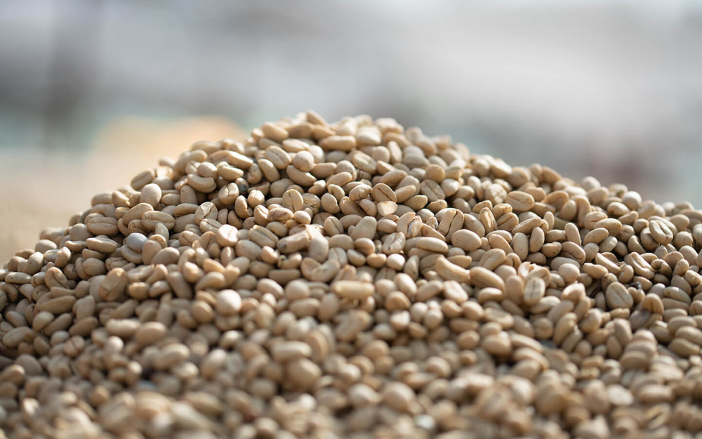 A Complete Guide to Ethiopian Gesha Village Coffee: How to Choose Between Auction Gold, Red, Green, and Chaka Labels? Pour Over Parameters and Flavor Differences