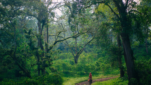 Ethiopia Gesha Village Gold Label Gesha Pour Over Guide: Variety Origins, Grading & Brewing Parameters