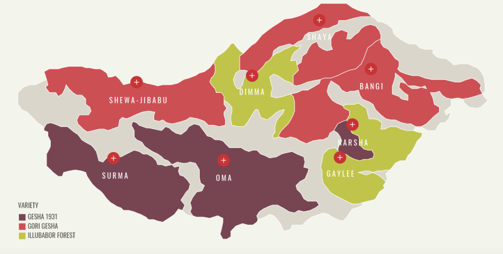 Ethiopia Gesha Village Gold Label Gesha Pour Over Guide: Variety Origins, Grading & Brewing Parameters