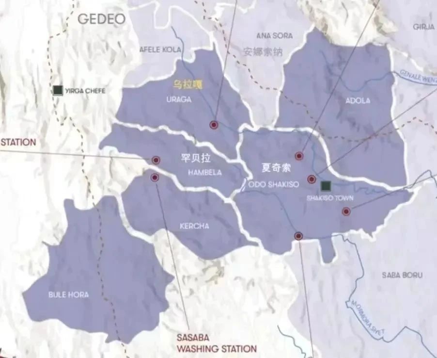 Complete Guide to Huakui Coffee Beans: From Guji Region to Pour Over Parameters and Flavor Characteristics