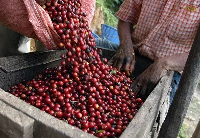 Complete Guide to Ethiopian Yirgacheffe Region Coffees: From Guji to Hambela, Master Flavors & Cultivation at a Glance