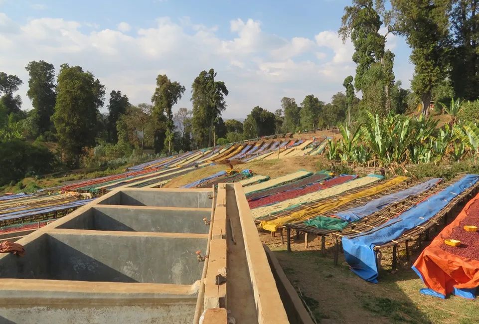 Ethiopia Yirgacheffe Kochere Washed: Bright Fruity Aroma, Heirloom Characteristics & Flavor Profile